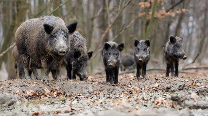 Зовсім страх втратив: під Дніпром кабан гуляв вулицями та розважив мережу (відео)